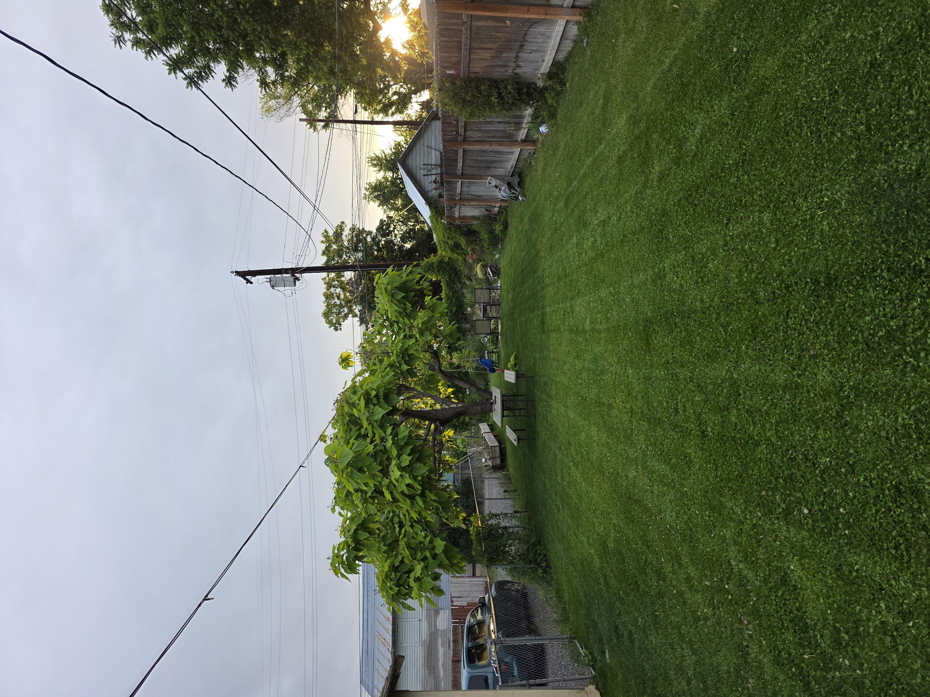 After cleanup backyard photo