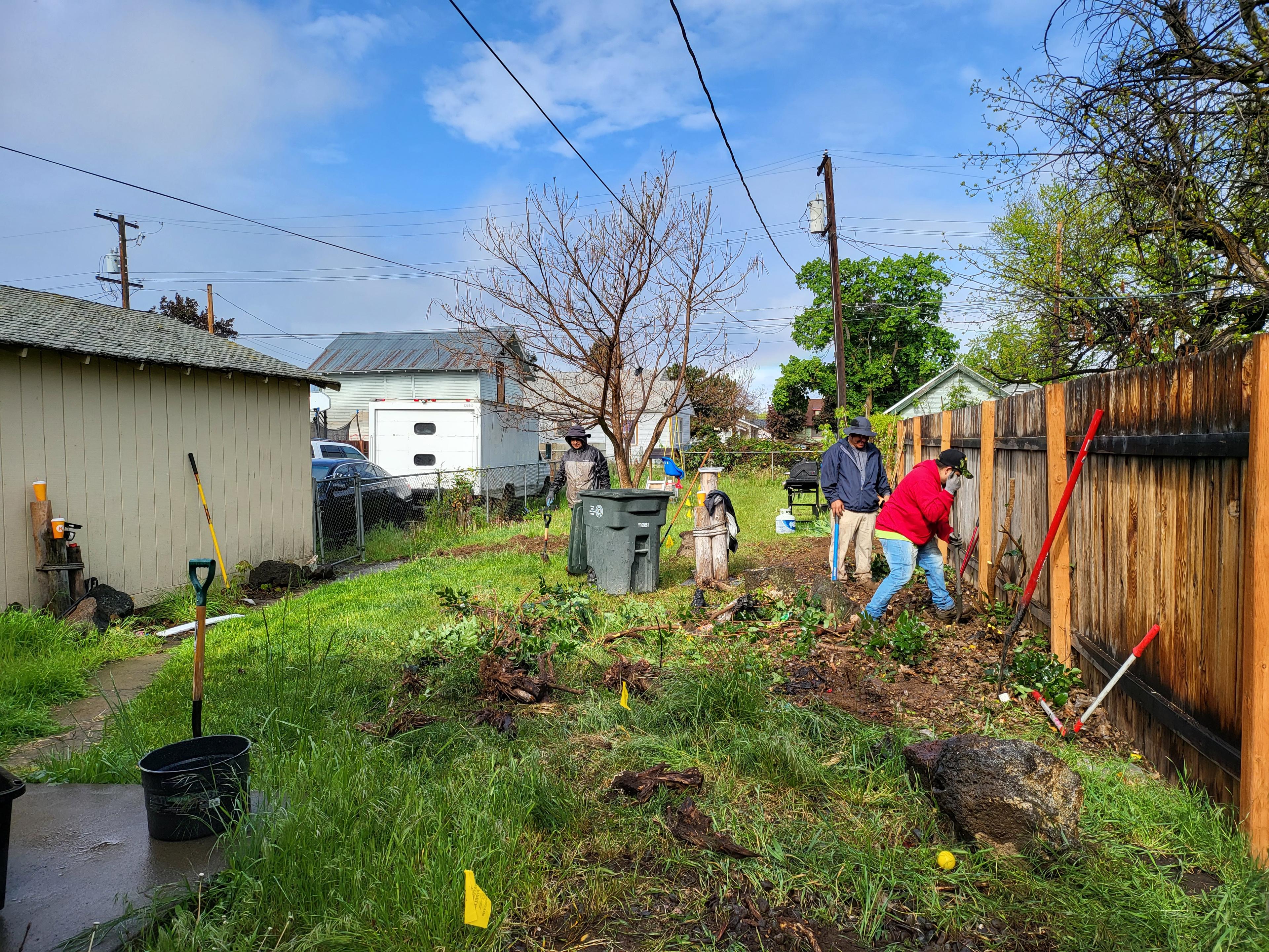 Before cleanup lawn photo