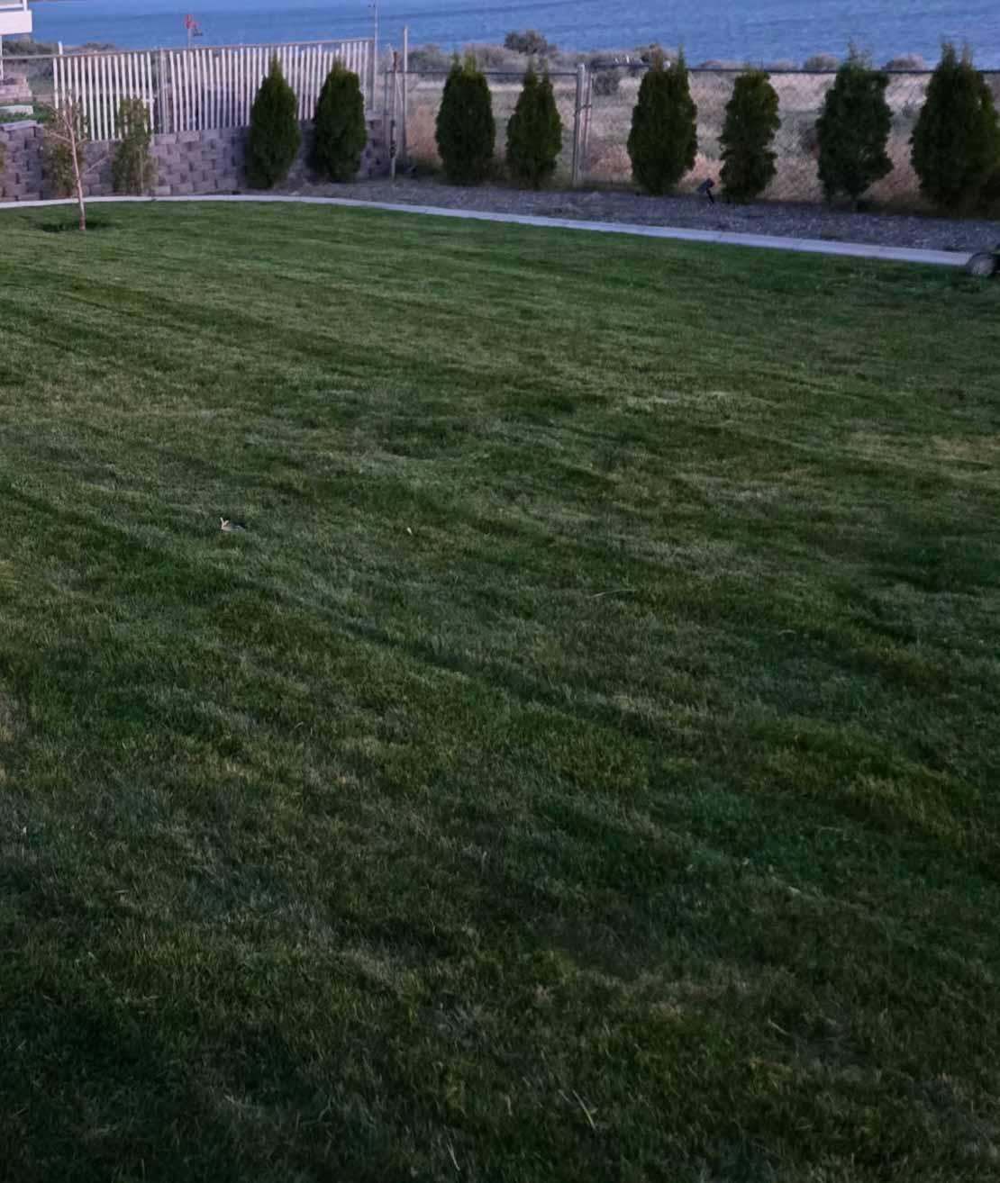 Lawn project photo 10