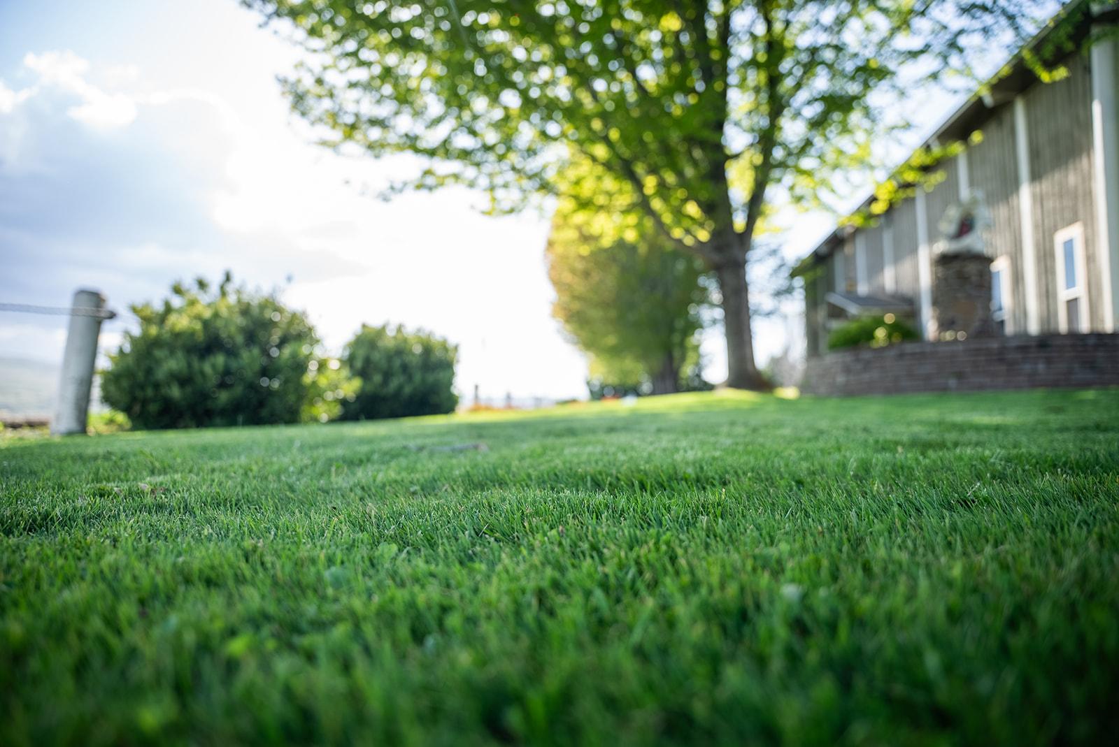 Lawn project photo 15