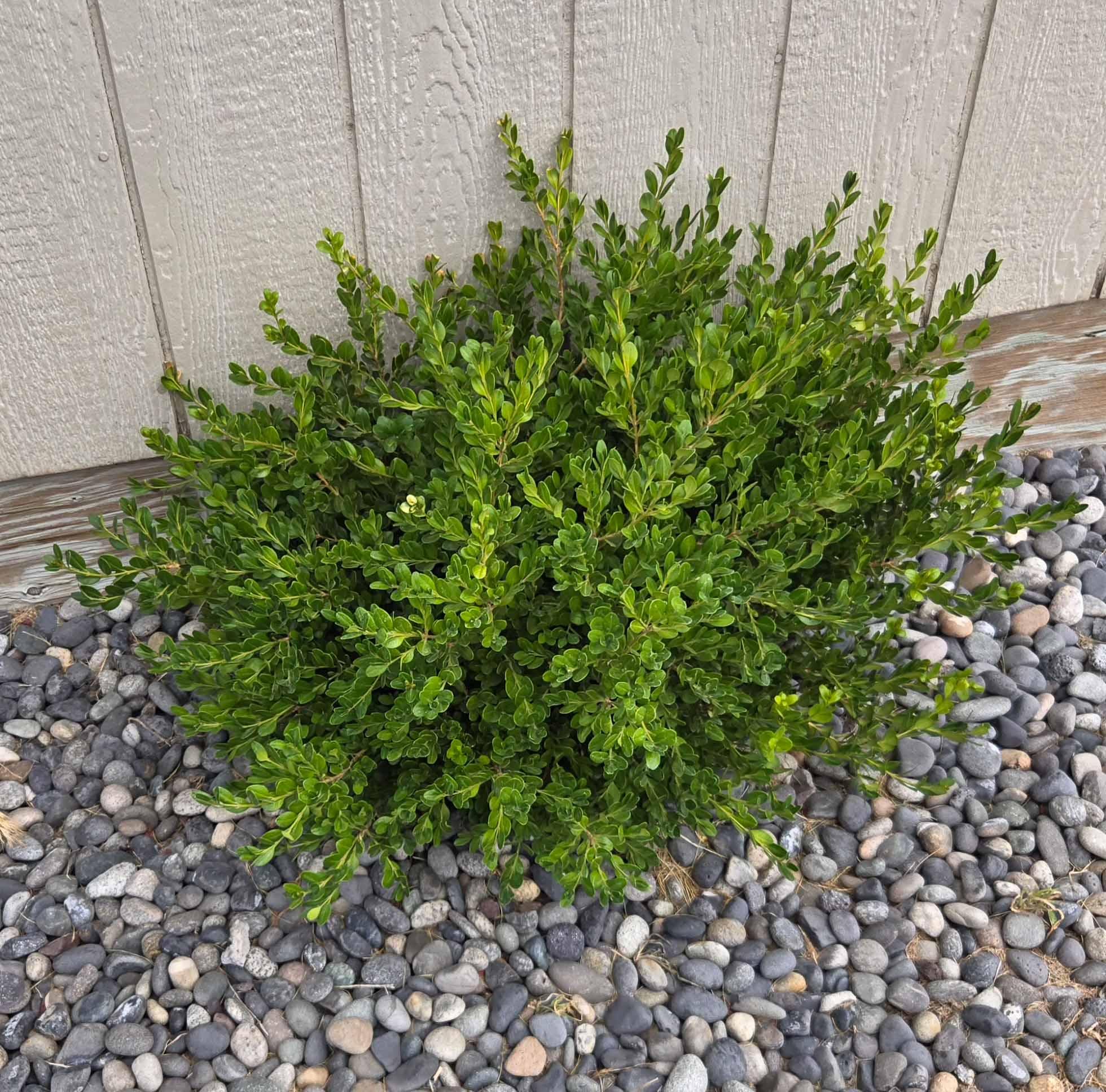 Tree trimming project photo 1