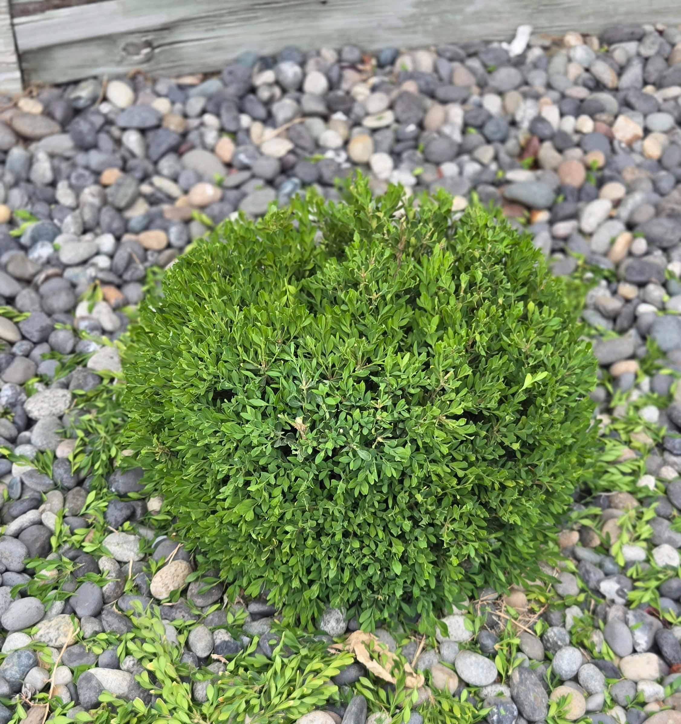 Tree trimming project photo 2