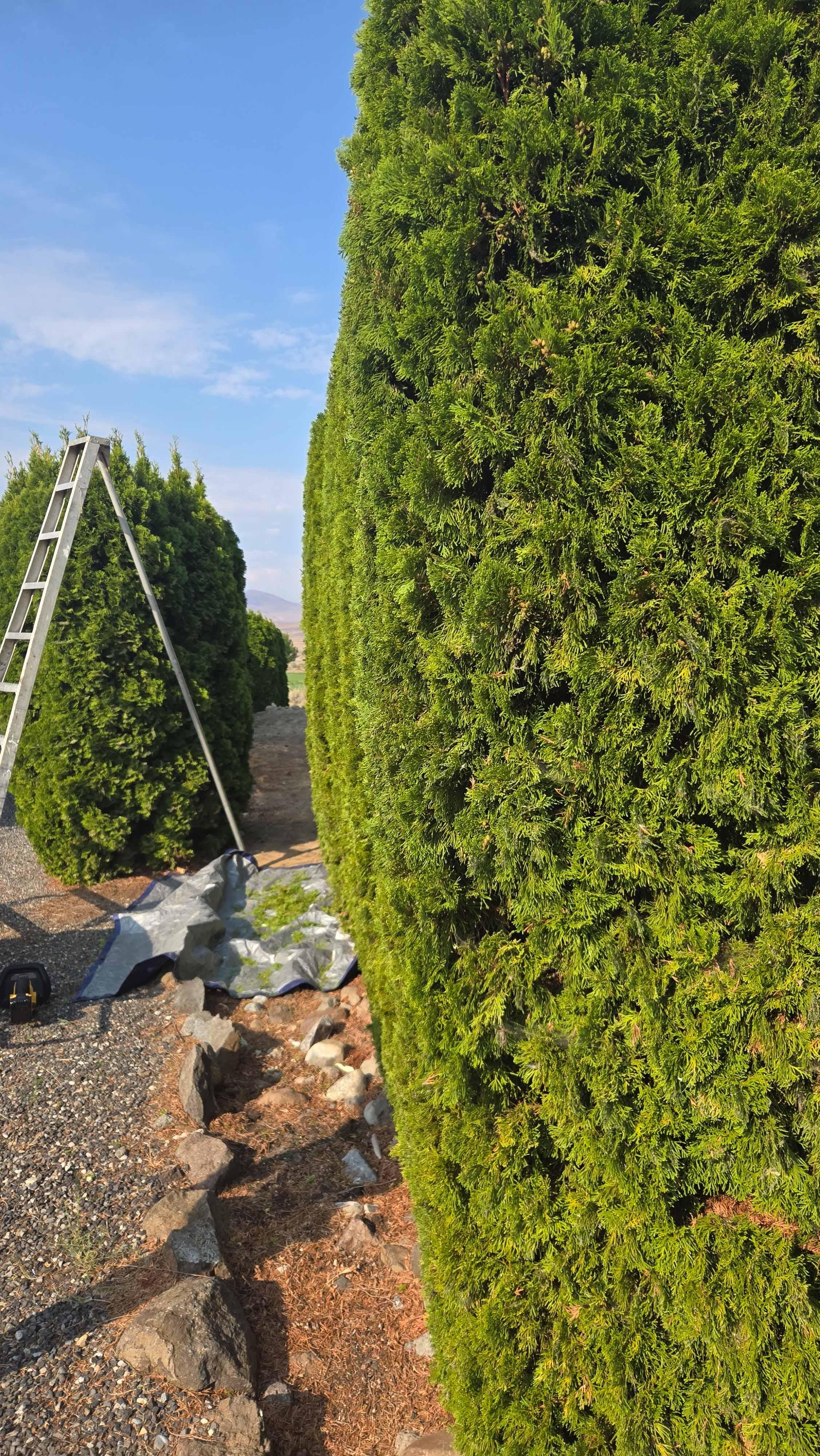 Tree trimming project photo 4