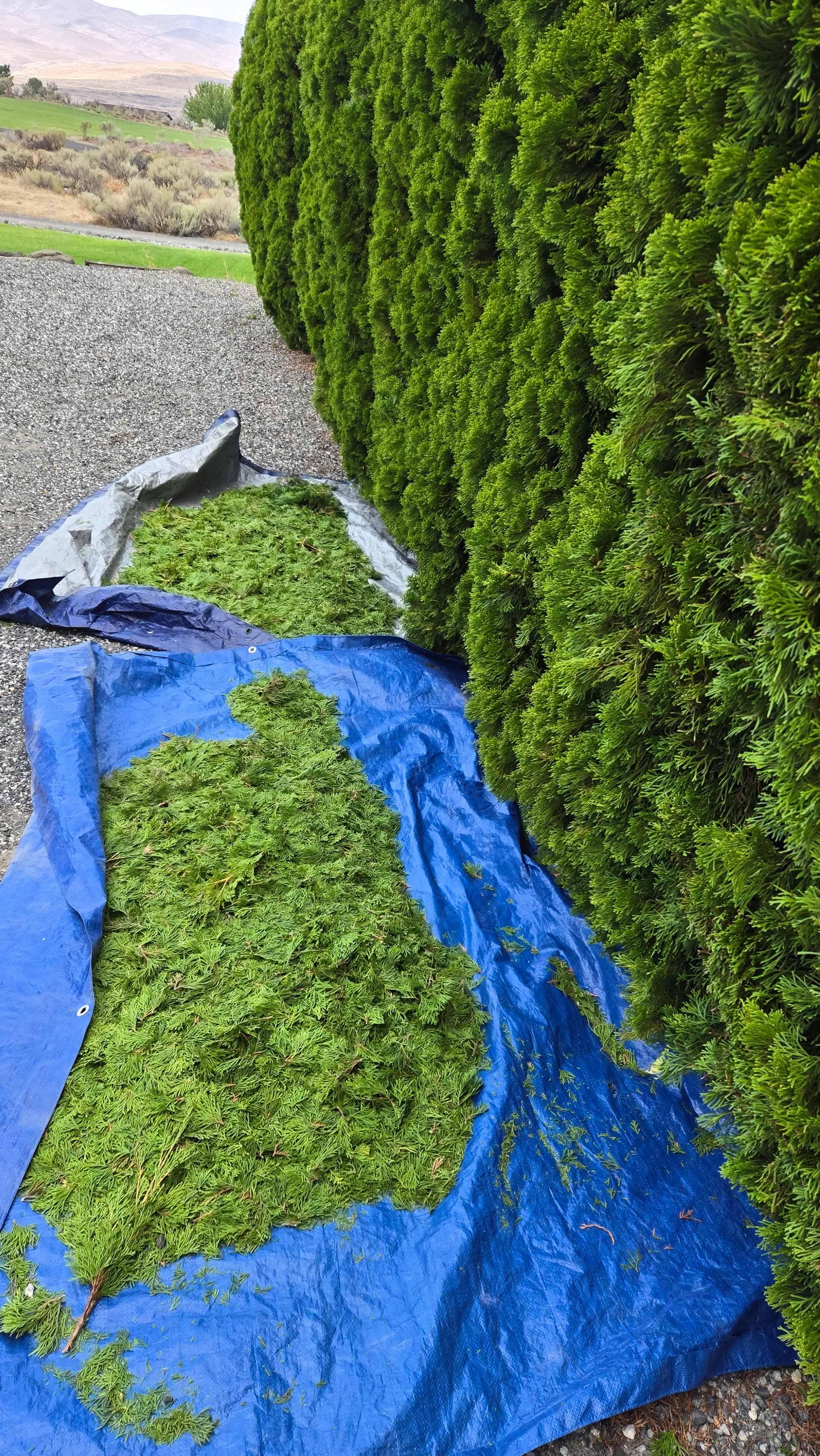 Tree trimming project photo 5