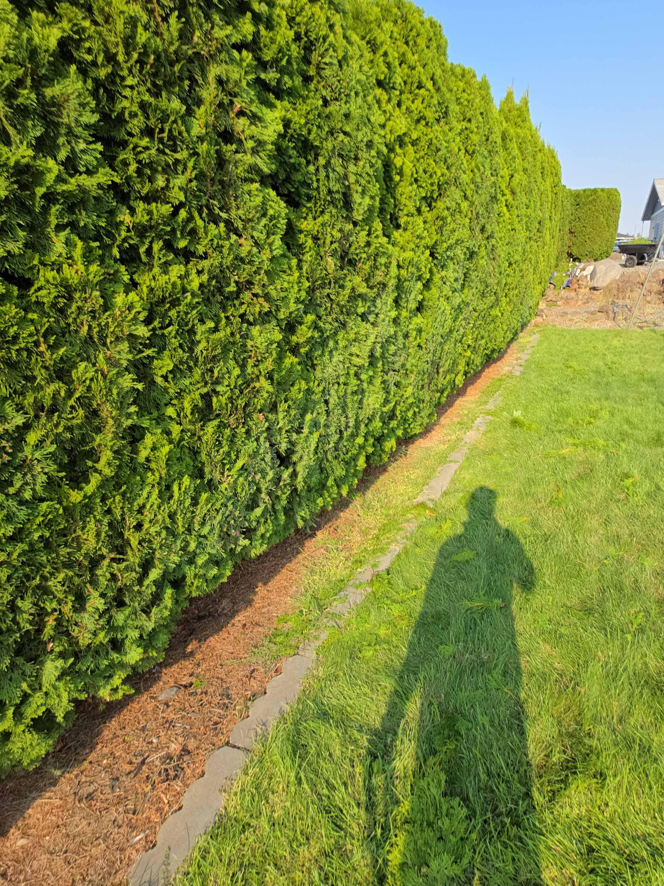 Tree trimming project photo 6