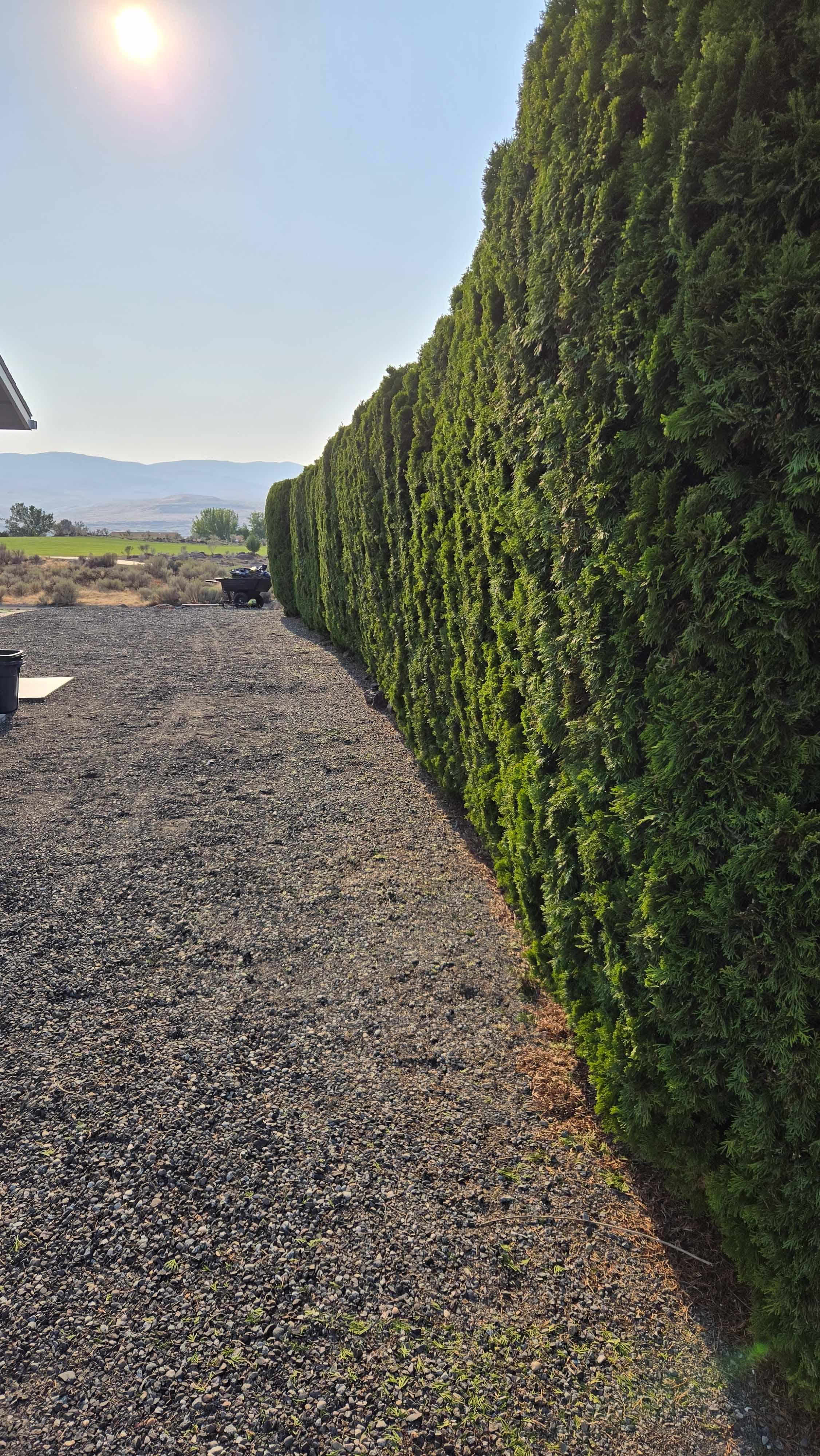 Tree trimming project photo 7