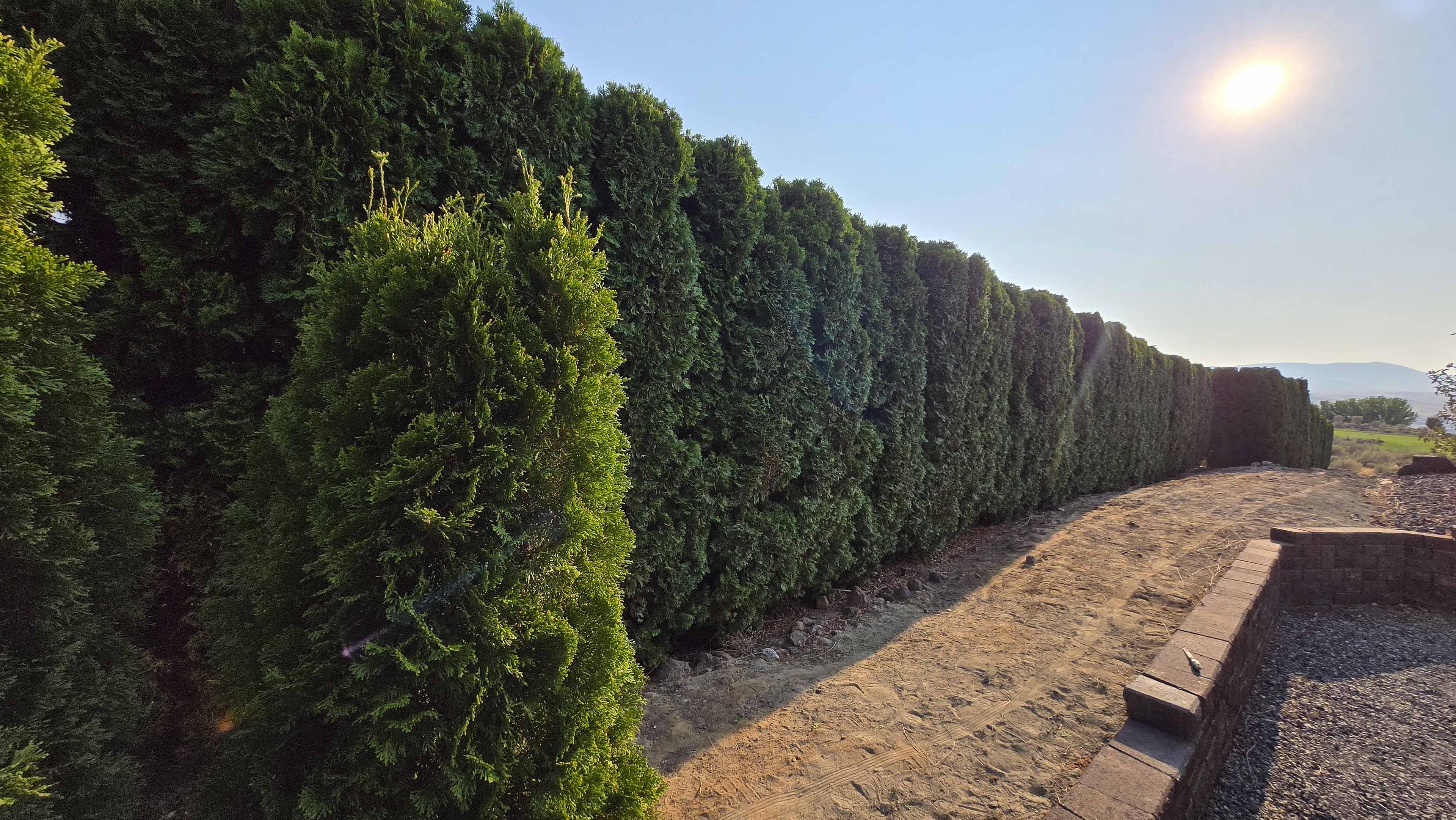 Tree trimming project photo 9