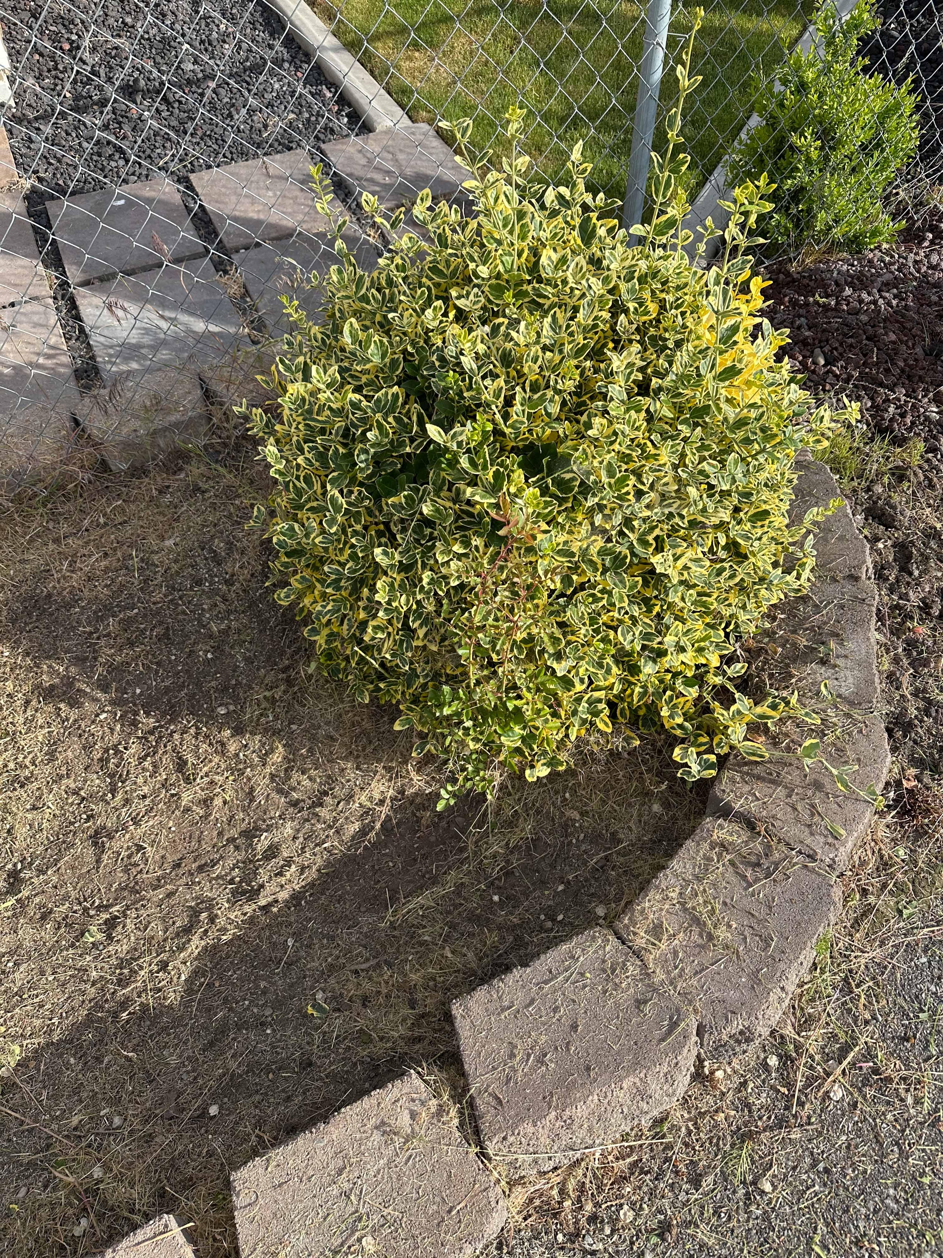 Tree trimming project photo 11