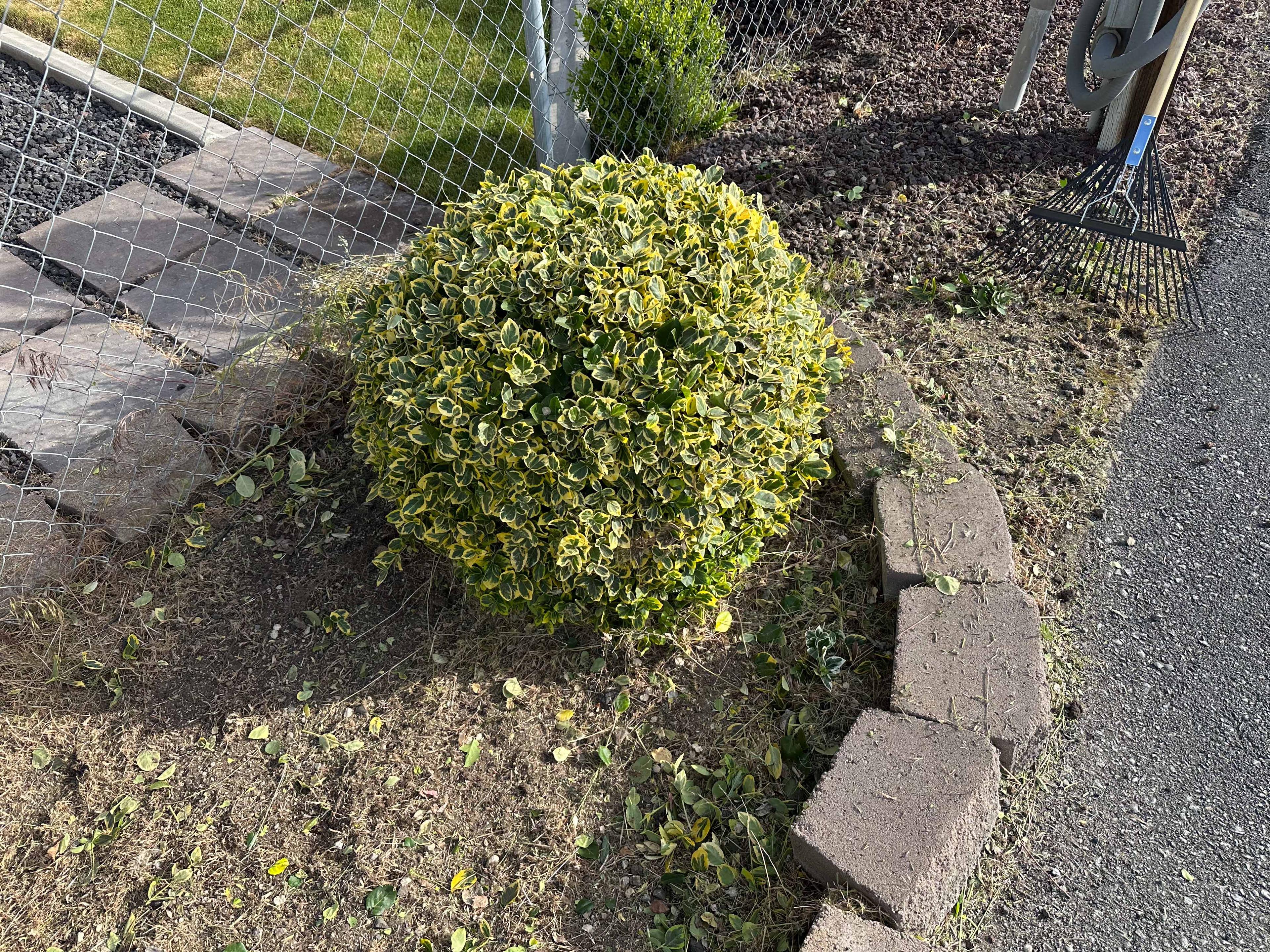 Tree trimming project photo 12