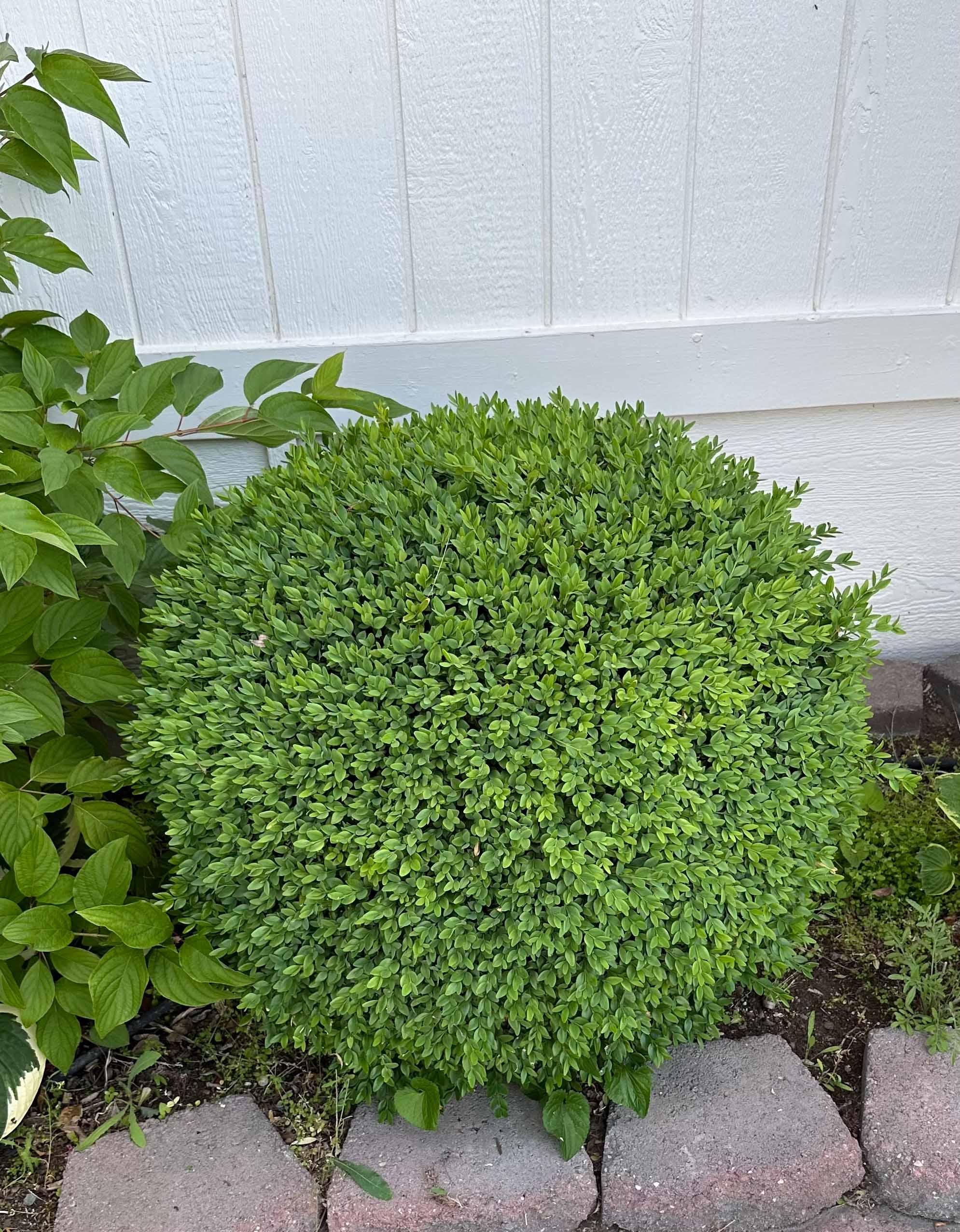 Tree trimming project photo 13